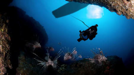 既是天堂也是地狱: “大面积感染”入侵生物的佛罗里达州