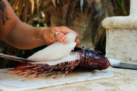 既是天堂也是地狱: “大面积感染”入侵生物的佛罗里达州