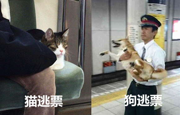 澎湃联播｜关于“婚礼上男方200多亲朋全是雇的”n种脑补