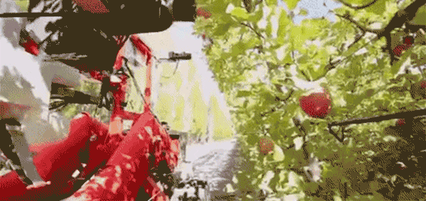 用机器采苹果，农场主再也不担心特朗普赶走移民后人手不够了