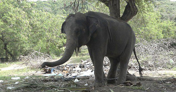 与老虎合影，跟海豚同游，那些动物游览背后的黑暗面