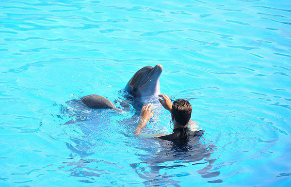 与老虎合影，跟海豚同游，那些动物游览背后的黑暗面