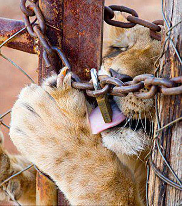 与老虎合影，跟海豚同游，那些动物游览背后的黑暗面