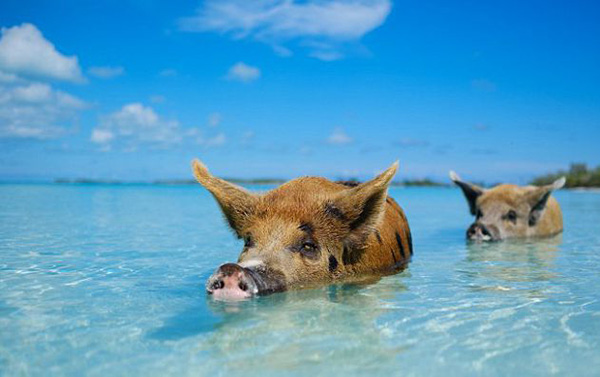 与老虎合影，跟海豚同游，那些动物游览背后的黑暗面