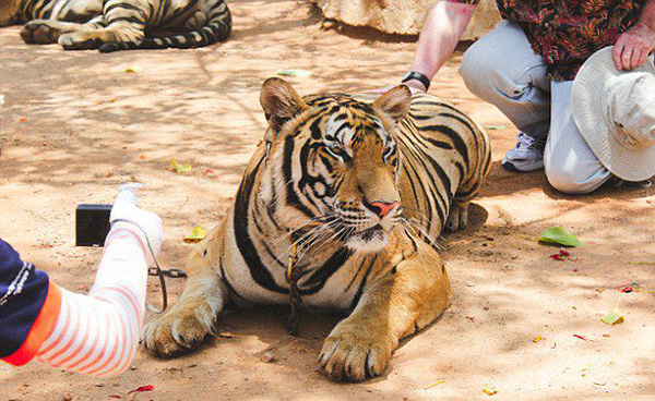 与老虎合影，跟海豚同游，那些动物游览背后的黑暗面