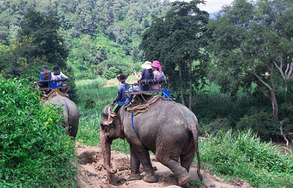 与老虎合影，跟海豚同游，那些动物游览背后的黑暗面