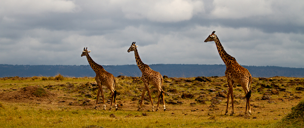 中国定制游市场迎来大玩家，个性化旅行不再是少数人专享