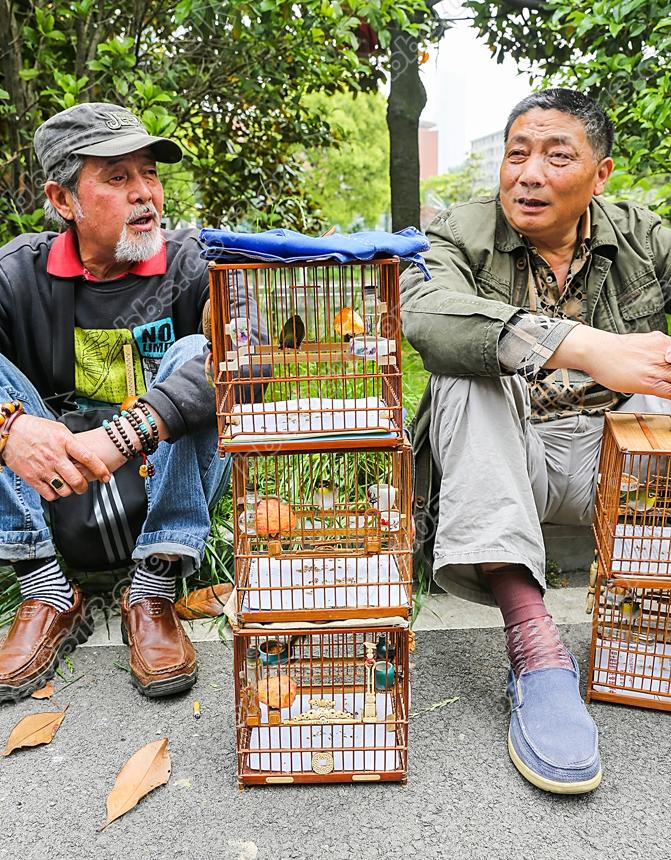 南通第三届长寿杯雀鸟大赛 百鸟过招好热闹   钱伟章摄 (2).jpg