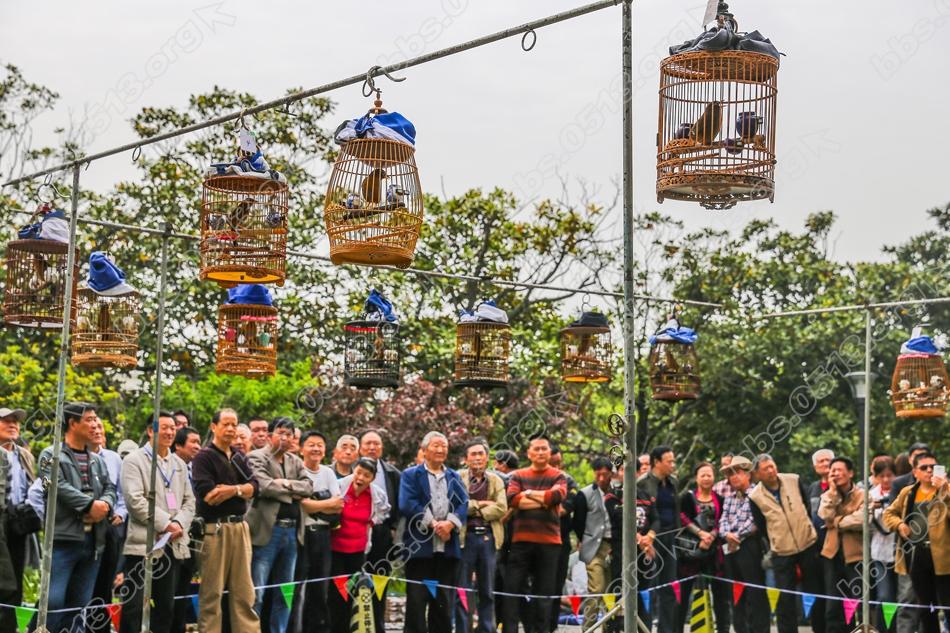 南通第三届长寿杯雀鸟大赛 百鸟过招好热闹   钱伟章摄 (3).jpg