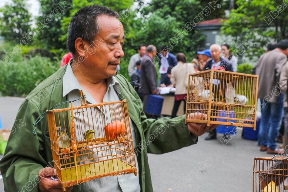 南通第三届长寿杯雀鸟大赛 百鸟过招好热闹   钱伟章摄 (5).jpg