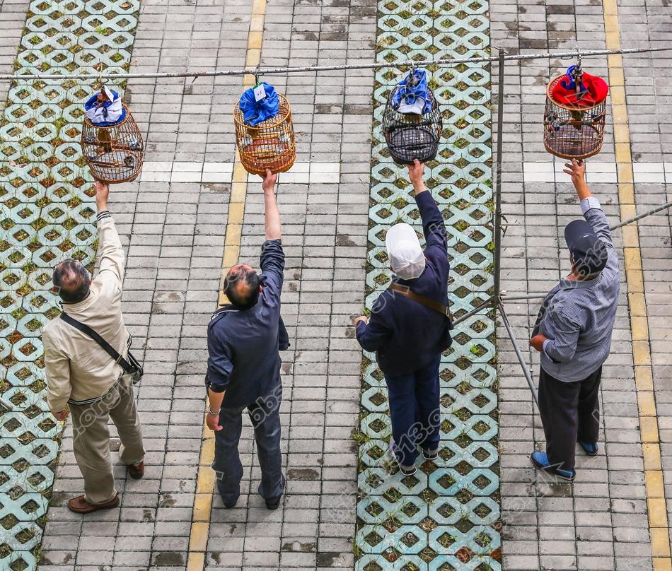 南通第三届长寿杯雀鸟大赛 百鸟过招好热闹   钱伟章摄 (6).jpg