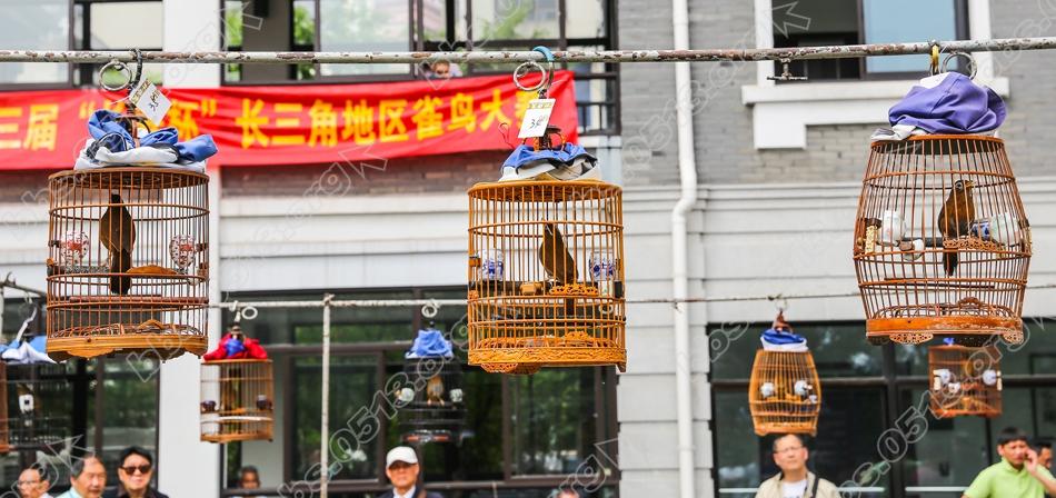 南通第三届长寿杯雀鸟大赛 百鸟过招好热闹   钱伟章摄 (8).jpg