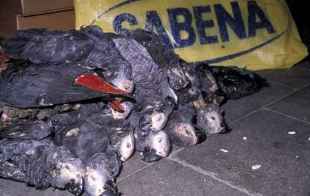 能人工繁殖，就不会影响野生种群？从鹦鹉案说起