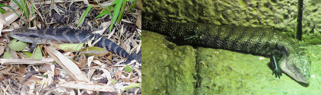 能人工繁殖，就不会影响野生种群？从鹦鹉案说起