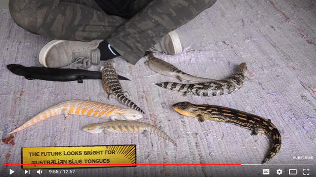 能人工繁殖，就不会影响野生种群？从鹦鹉案说起