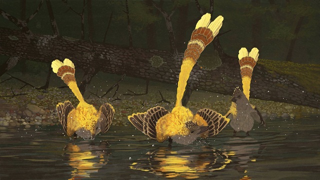 这只“大山鸡”可以帮我们解开恐龙演化成鸟的谜题