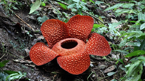 石楠与芦笋，臭气熏天却缘何受到欢迎