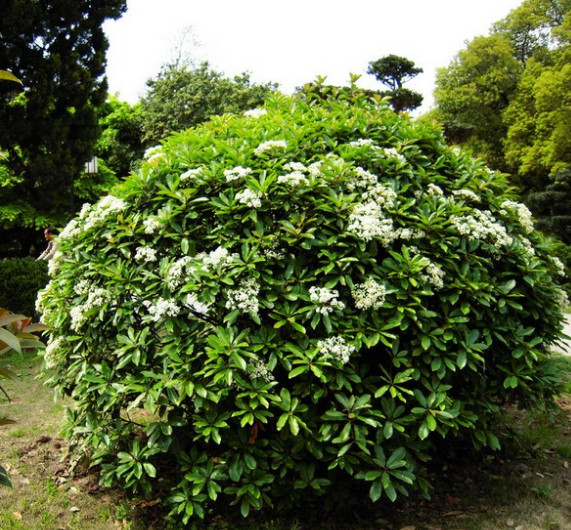 石楠与芦笋，臭气熏天却缘何受到欢迎