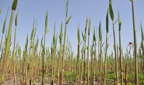 石楠与芦笋，臭气熏天却缘何受到欢迎