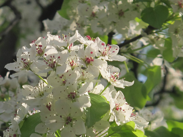 石楠与芦笋，臭气熏天却缘何受到欢迎