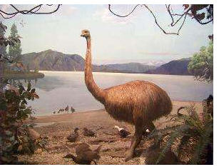 “毛利人是中国人！”：毛利人如何从台湾岛来到新西兰