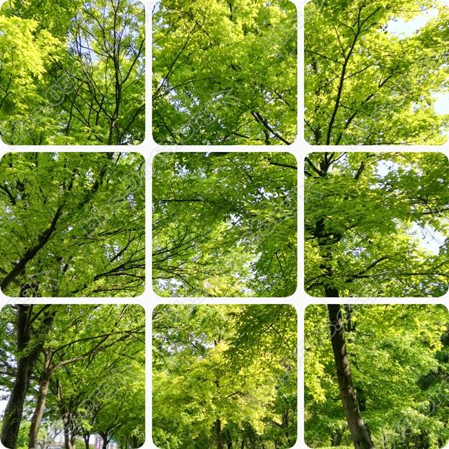 IMG_20170429_150146 _副本.jpg