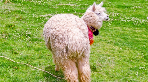 宇宙诞生于大爆炸，那大爆炸之前呢？