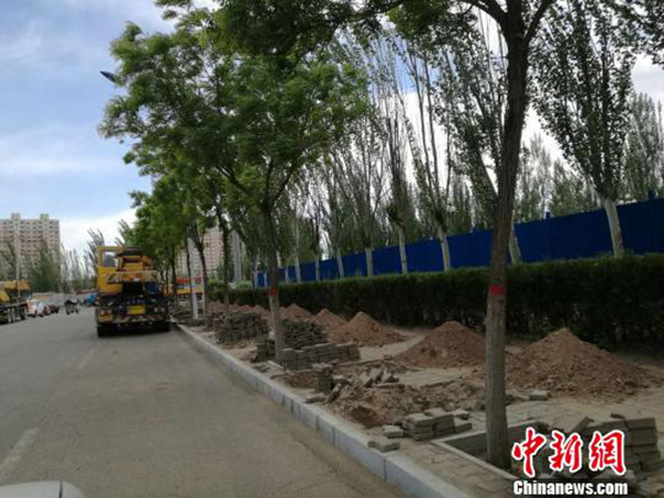 呼和浩特市大规模种树引质疑，官方：经科学论证