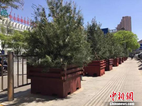 呼和浩特市大规模种树引质疑，官方：经科学论证