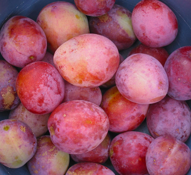 水果打蜡九百年