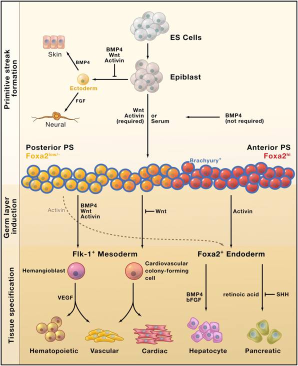 想在太空造人？只解决啪啪啪的问题可能还不够...