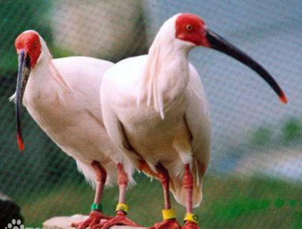 白鱀豚疑似重现，它会有朱鹮的好运么？