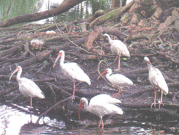 白鱀豚疑似重现，它会有朱鹮的好运么？