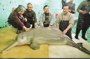 白鱀豚疑似重现，它会有朱鹮的好运么？
