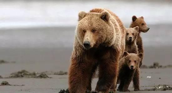 国内思想周报｜“熊孩子”被踹应该谴责谁