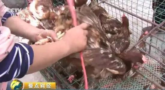 鸡蛋收购价每斤1.9元创二十年最低，养殖户贱卖母鸡