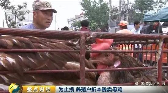鸡蛋收购价每斤1.9元创二十年最低，养殖户贱卖母鸡