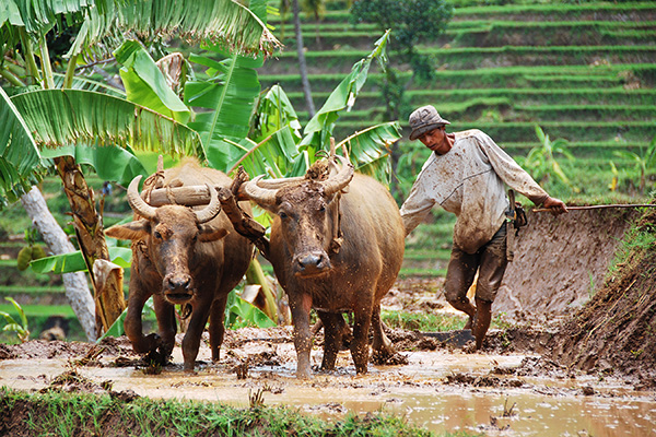 行脚印尼：众神遗落的珍珠，还是身材巨大的坏男友？