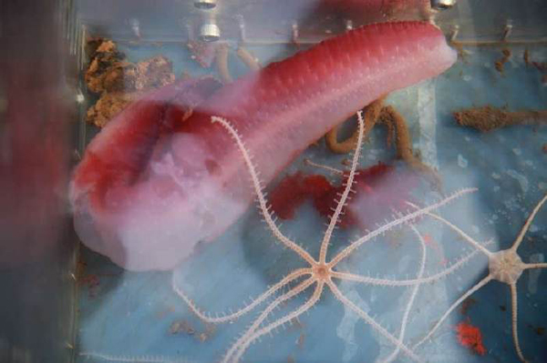 “蛟龙”号挑战世界最深处首潜告捷，最大下潜深度4811米