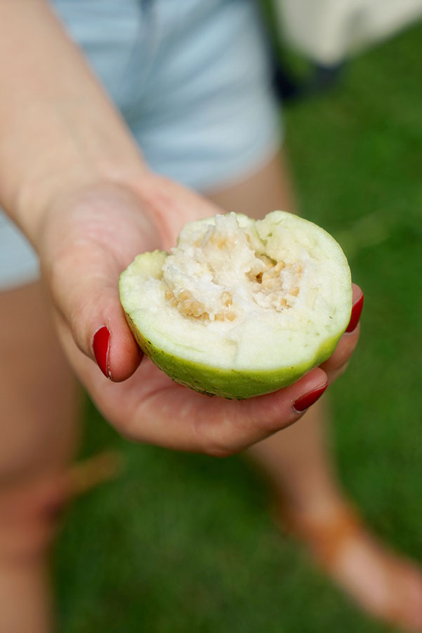 在诗和远方主宰的斐济，我们靠吃什么度日？