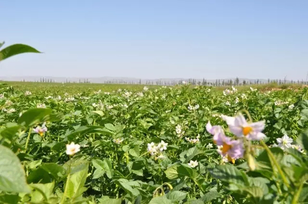科普︱露天煤矿开采煤炭后，是如何变身良田的