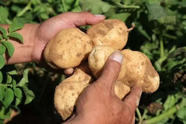 科普︱露天煤矿开采煤炭后，是如何变身良田的