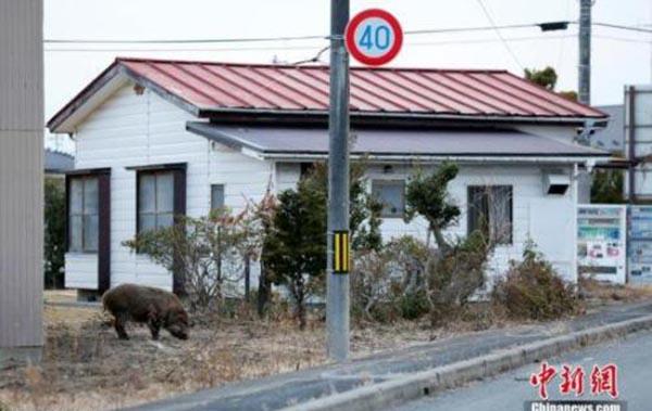 日本研究：福岛核事故后放射性微颗粒物飘至东京