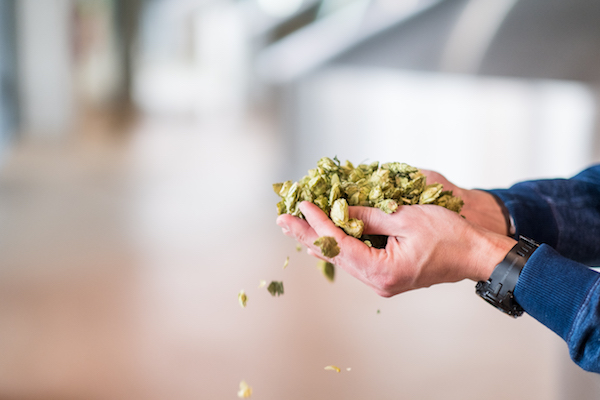 精酿啤酒逆势增长 啤酒高端化时代已经来临