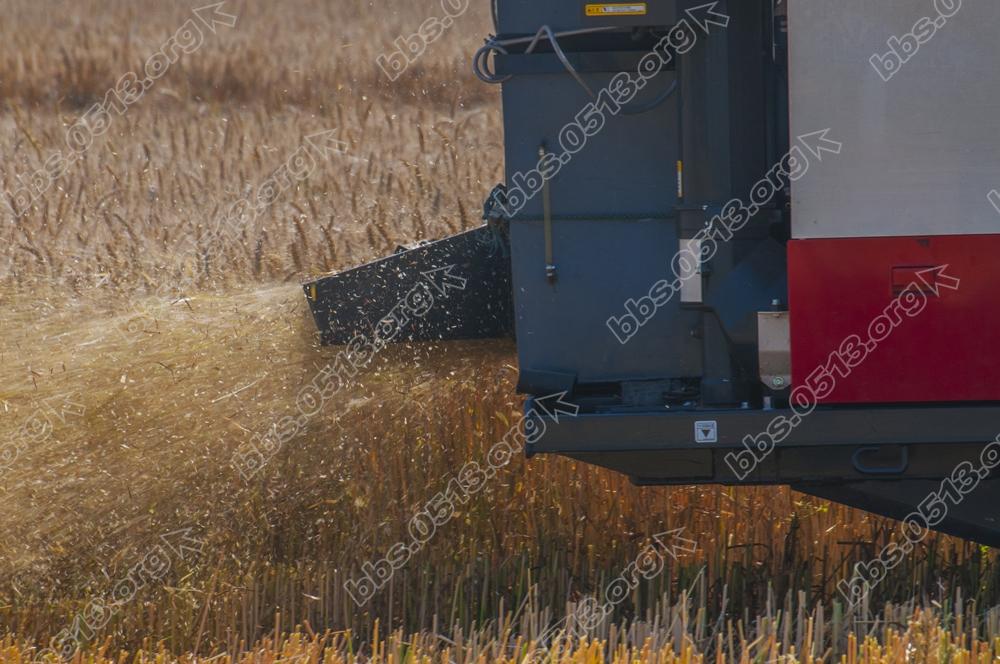 海门江心沙农场万亩夏收夏种掀高潮 (6).jpg