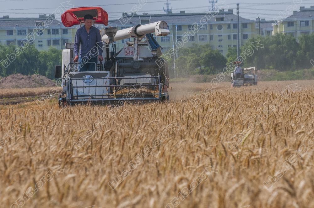 海门江心沙农场万亩夏收夏种掀高潮 (7).jpg