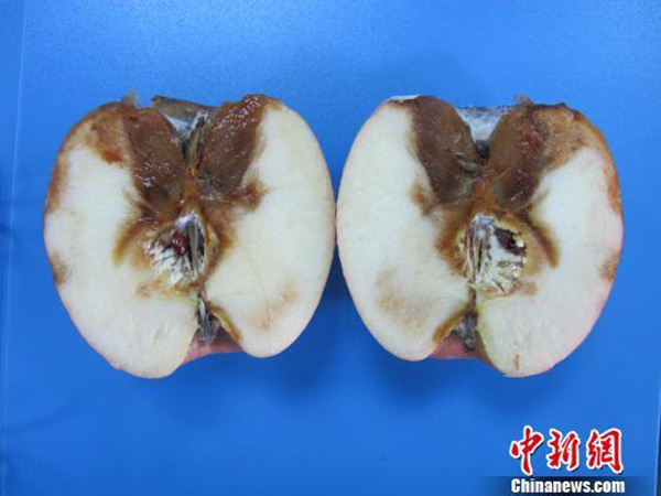 浙江口岸首次截获苹果牛眼果腐病菌，堪称“苹果癌症”