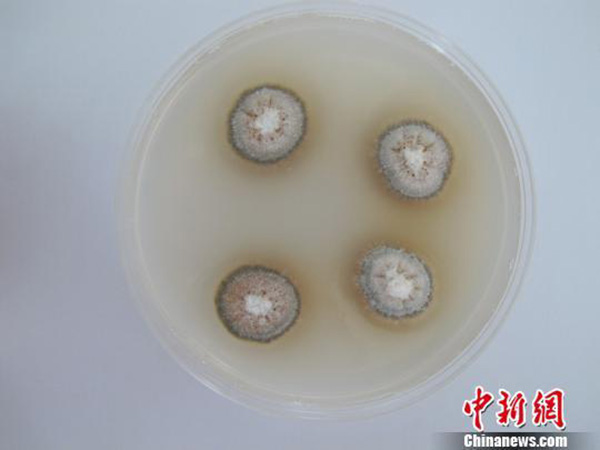 浙江口岸首次截获苹果牛眼果腐病菌，堪称“苹果癌症”