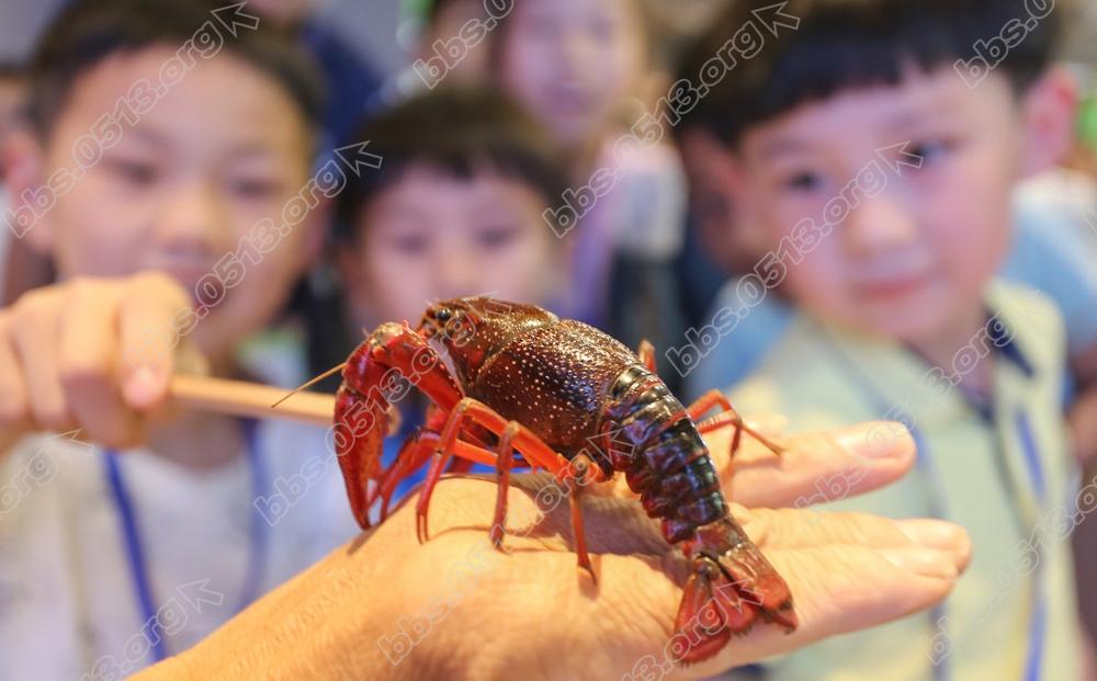 小记者识龙虾    钱伟章摄 (1).jpg