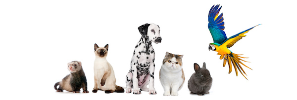 猜猜下班飞机谁坐你身边——也许是只柯基！